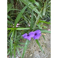 Ruellia tuberosa 10bags (white/pink/purple) flower colour premium plant come with flowers free ferti