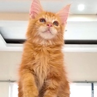 kucing mainecoon jantan nonped oren