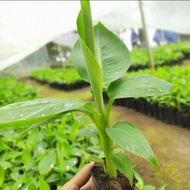 Bibit pohon pisang cavendish super/ pohon pisang murah