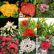 [Flower] Ixora landscape live Plant by LS Group