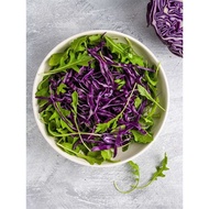 Wild Arugula Rocket Seed homwgrown 500-1000 Seeds