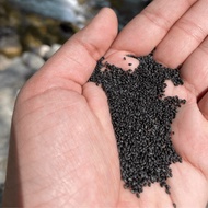 Basil seed Basil Seed/ Sabja Seed/ / Seeds - natural GOODNESS