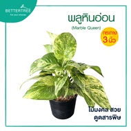 พลูหินอ่อน กระถาง 3 นิ้ว  Epipremnum Aureum Marble Queen  พลูด่าง ไม้ฟอกอากาศ