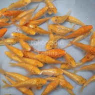 recomends' [termurah] ikan koi blitar bibit jenis karashi ginrin
