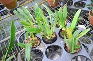 Brassavola glauca小豬哥2.5"盆 (34010