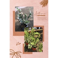 【TW668】Euphorbia tithymaloides /Zigzag Outdoor plant / white / gold live plant