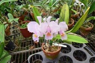 Cattleya schroederae 4"盆 (4089)(p320)