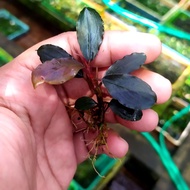 Sindo - Bucephalandra Nanga Pinoh Elegant Blue Per 2 Rizom Live Plant A3K2E4Z6C4