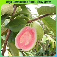 (30seeds/pack) Bonsai Guava Seeds for Planting Vegetable Plants-Fresh Taiwan Red Guava Fruit Seeds