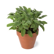 Common Sage Herb Plant Herbs Pokok Herba 鼠尾草