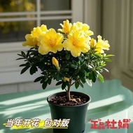 Azalea Four Seasons Blooming Potted Seedling Plant Indoor and Outdoor Balcony Flower Green Plant Ind