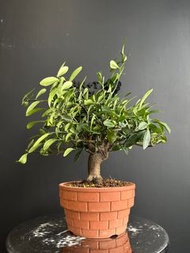 日本🇯🇵金豆Fortunella Hindsii ｜植物 盆景 盆栽 bonsai 楓葉 塊根 多肉植物