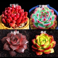 Succulent Novice Package Succulent Plants Pot Combination Set Succulent Succulent Old Pile Bonsai Mini Green Plant Flowe