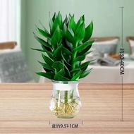 Bamboo Lai Run Easy Living Guanyin Bamboo Fortune Bamboo Hydroponic Plant Flower Green Plant Indoor 
