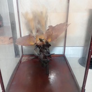 hiasan burung cendrawasih diawetkan