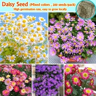 (200 Pcs/bag) Color Mixing Bonsai Daisy Seeds for Planting Flowering Plants Seeds Potted Gerbera Dai