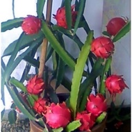 pokok buah naga, baka telah berbuah