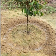 BAJA UNTUK ANAK POKOK DURIAN 1.5KG (SUKATAN ANAK POKOK DURIAN)