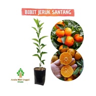 Bibit Jeruk Santang Madu - Jeruk Santang Madu - Bibit Santang Madu