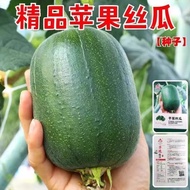 Taiwan Loofah Seeds Vegetable Melon Seeds Potted Seeds Household Vegetable Planting Sowing Vegetable