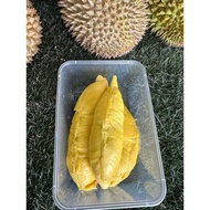 Musang King Pokok Tua Raub( Old Tree Musang King)