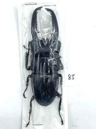 Dorcus titanus palawanicus.巴拉望巨扁鍬形蟲85mm