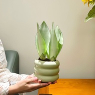 Baiyuhu Pilan Absorb Formaldehyde Purify Air Office Indoor Living Room Bedroom Green Plant Flower Po