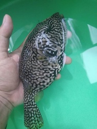 Buntal BABI Totol Size L - Ikan Hias Air Laut