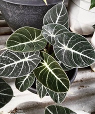 bibit bonggol alocasia black Velvet / alokasia black