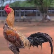 TELUR AYAM MANGON YOKERE LINE YOKERE UNTUK DI TETASKAN