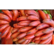 Bibit Pisang Kidang Merah