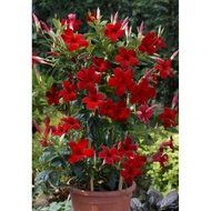 Mandevilla Red Crimson Anak Pokok Bunga Menjalar Live Plant
