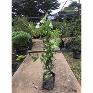Bunga Jasmin Thai/ Bunga Putih