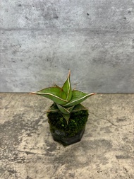 迷你姬鮑魚 多肉植物 療癒系小品   植物 盆栽