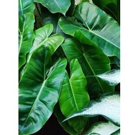 Pokok keladi hijau real/ Philodendron/ Keladi viral / Keladi hutan