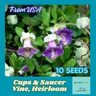 Rare Seed - Cups & Saucers Vine, Heirloom