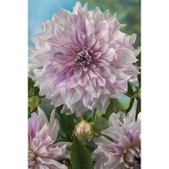 AUTHENTIC 1 BULB Dinnerplate Mom Special Dahlia Bulb