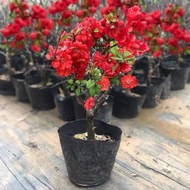【Begonia Potted Plant】Cold-resistant Begonia Potted Plant for Courtyard and Balcony, Indoor and Outd