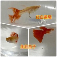 【嘉嘉寵物】💯純係 🐟全紅白子 孔雀魚🐠🐡🐟 對魚 仔魚 （觀賞魚蝦  （飼料餌料）