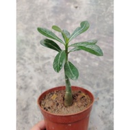 baby adenium/ anak pokok adenium atau Kemboja cina