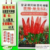 朝天椒種子超辣小米椒早熟辣椒種籽高產四季播種基地大棚露天種植