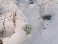 【客製化】淡綠碎石葉子小花押花結他撥片 Guitar Pick