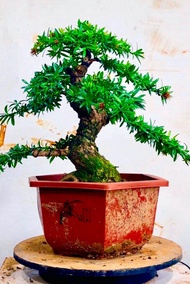 紅寶石 羅漢松（精美盆景、新芽呈紅色和金黃色、高50厘米、树粗9厘米）