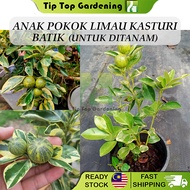 Anak Pokok Limau Kasturi Batik Untuk Ditanam Pokok Hidup Real Live Plant Variegated Calamansi Lime T