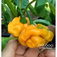 Benih Pepper/Cabe - Hot - Yellow Scotch Bonnet - 10 Benih - Import