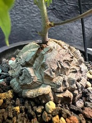有根株- 靚型南非龜甲龍 caudex plant 塊根多肉植物仙人掌 仙人球 刺 agave 龍舌蘭 嚴龍 象牙宮 漆樹