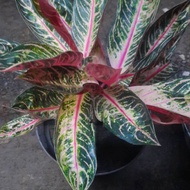 PROMO MURAH Aglaonema Red Sumatra. Aglonema pride of Sumatra