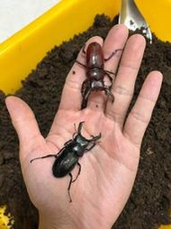 【山羊食蟲植物-昆蟲專區】漆黑鹿角鍬形蟲 可動模型 成蟲/幼蟲 (鍬形蟲、金龜、甲蟲、兜蟲)