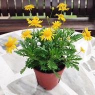 Peacock Euryops 黄菊 Pokok Hiasan Bunga Hiasan Pokok Hiasan Dalam Rumah Real Plant Live Plant Outdoor 