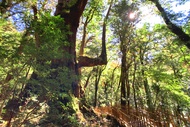 【綠光森林】司馬庫斯巨木群、內灣老街、鎮西堡、新光部落自然教室二日遊